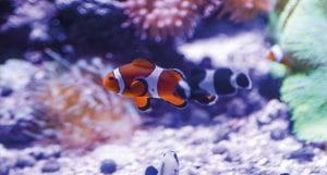 Um rolê pelos oceanos