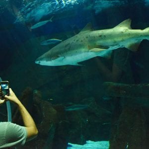 Fique atento às novas regras do Passeio Cultural para o AquaRio!