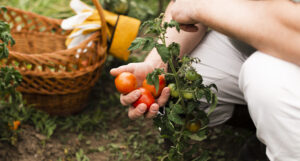 A inteligência artificial e a alimentação do futuro